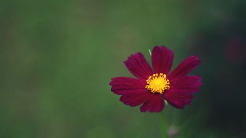 Close-up of pink flower