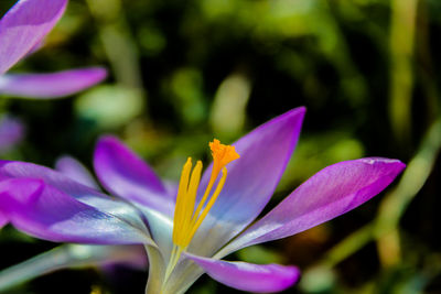 Close-up of purple crocus flower