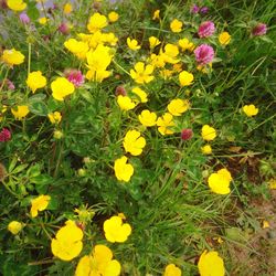 Close-up of yellow flower blooming in field