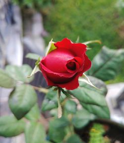 Close-up of red rose blooming outdoors