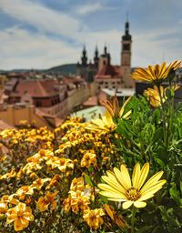 Close-up of yellow flowering plant against buildings