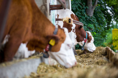 Cows in a farm