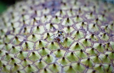 Close-up of insect on plant