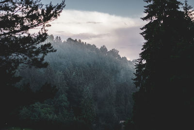 Trees in forest against sky