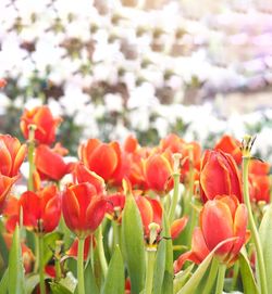 Close-up of red tulips
