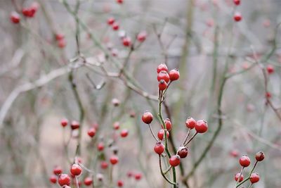 Close-up of red berries growing on tree