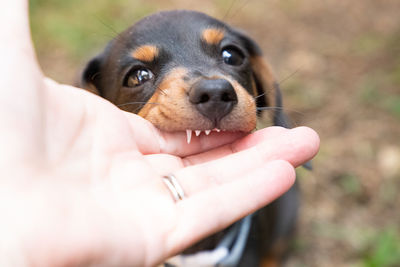 Midsection of person holding puppy