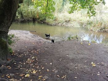 View of birds in lake