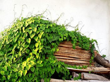 Close-up of ivy growing on old building