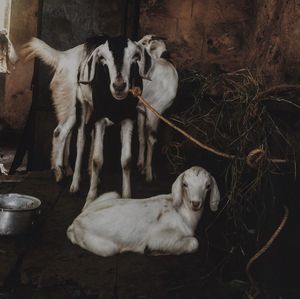 Goats Pets
