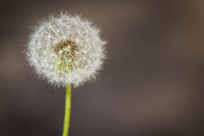 Close-up of dandelion