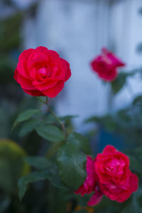 Close-up of red flowers blooming outdoors