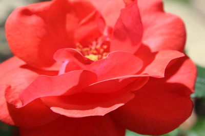 Close-up of red rose flower