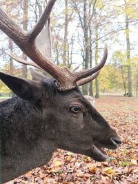 Deer in a forest