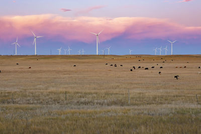 Wind turbines in field against dusk sky with cattle