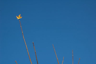 Low angle view of flowers against clear blue sky