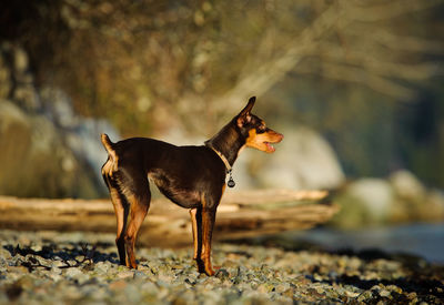 Dog standing outdoors