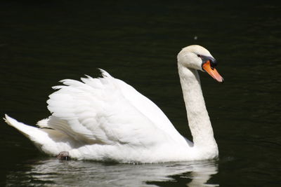 Swan swimming in lake