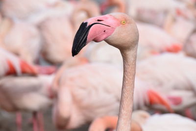 Close-up of bird