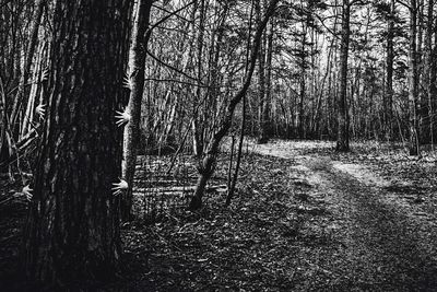 Bare trees in forest