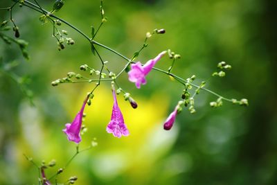 Close-up of pink flowering plant