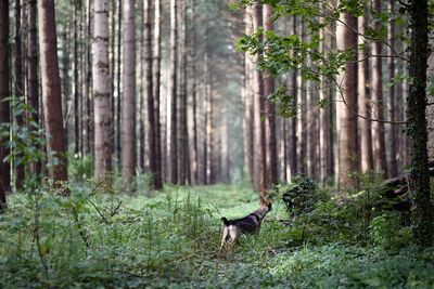 Dog walking in forest