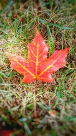 Close-up of dry maple leaf on grassy field