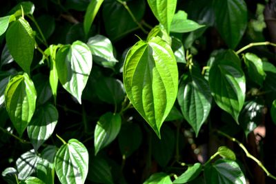 Close-up of green leaves on plant