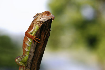 Close-up of a lizard on a tree