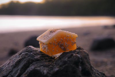 Close-up of orange leaf