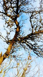 Low angle view of bare trees against sky