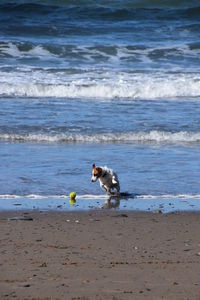 Dog on beach by sea