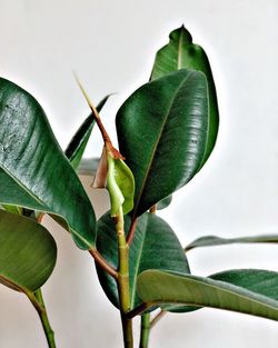 Close-up of green plant