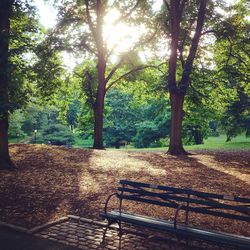 Trees in park