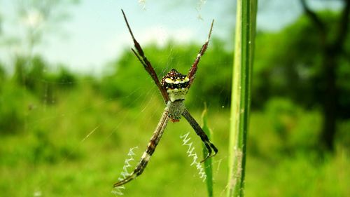 Close-up of spider on web