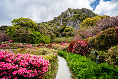 View of flowering plants in garden