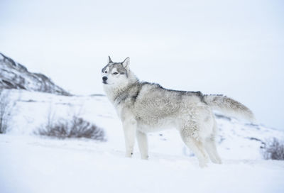 Husky on snow covered field