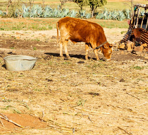 Cow standing in a field