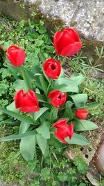 Close-up of red tulips