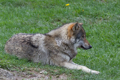 Close-up of sheep on field