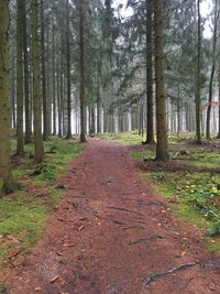 Road amidst trees in forest