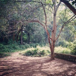 Empty road amidst trees in forest