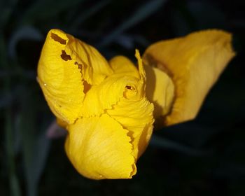 Close-up of insect on yellow flower