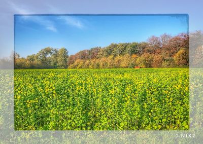 Yellow flowers growing on field