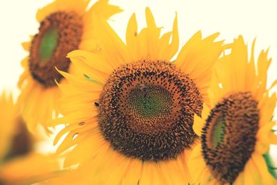 Close-up of sunflower