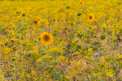 Close-up of yellow flowering plants on field
