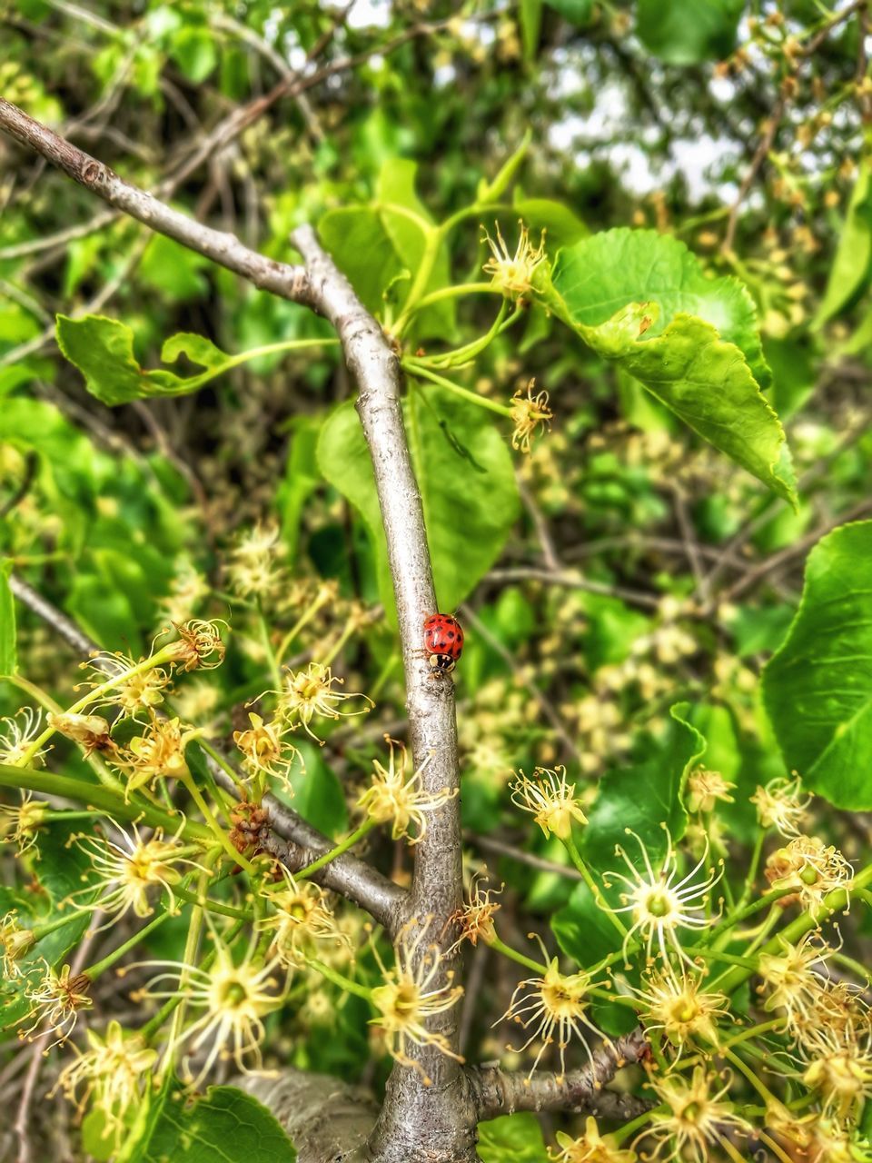 plant, growth, green color, nature, beauty in nature, day, close-up, no people, plant part, leaf, focus on foreground, outdoors, plant stem, sunlight, tranquility, selective focus, fragility, land, beginnings, vulnerability, spiky