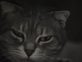 Close-up portrait of cat