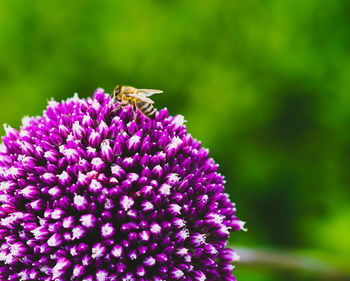 Close-up of bee pollinating on purple flower