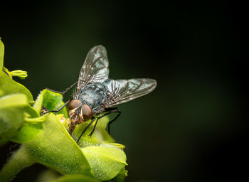 Close-up of insect on flower